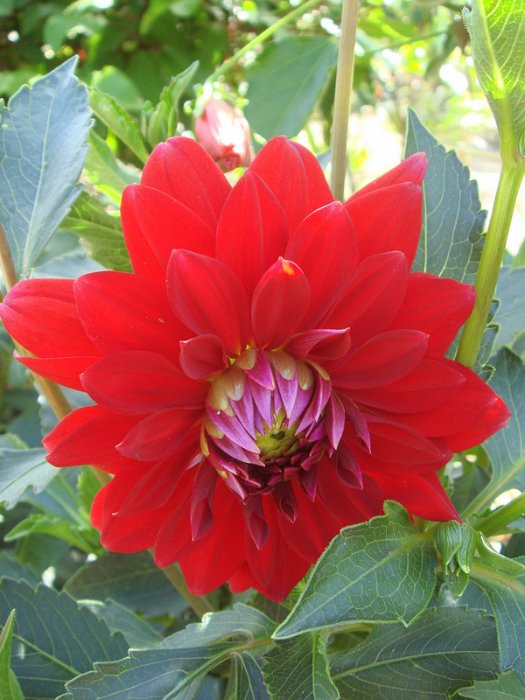 Dahlia x 'Oscar'
